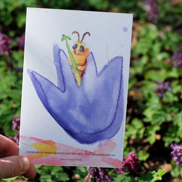 Nesselblättrige Glockenblume trifft Sägehornbiene
