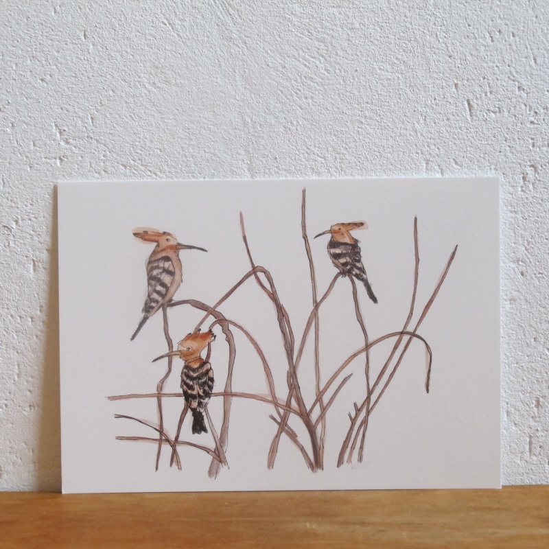 Widehopf Illustration